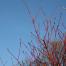dogwood moon
