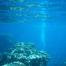 underwater 3, Egypt